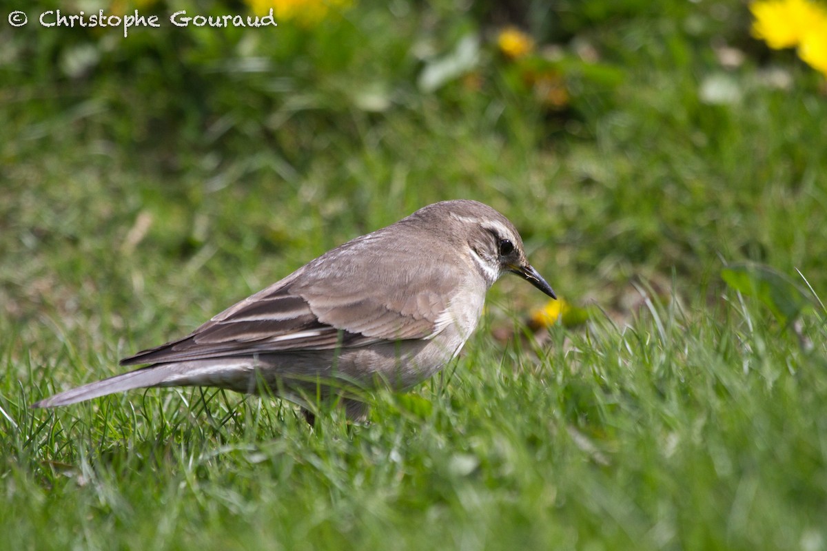 Buff-winged Cinclodes - ML122820541