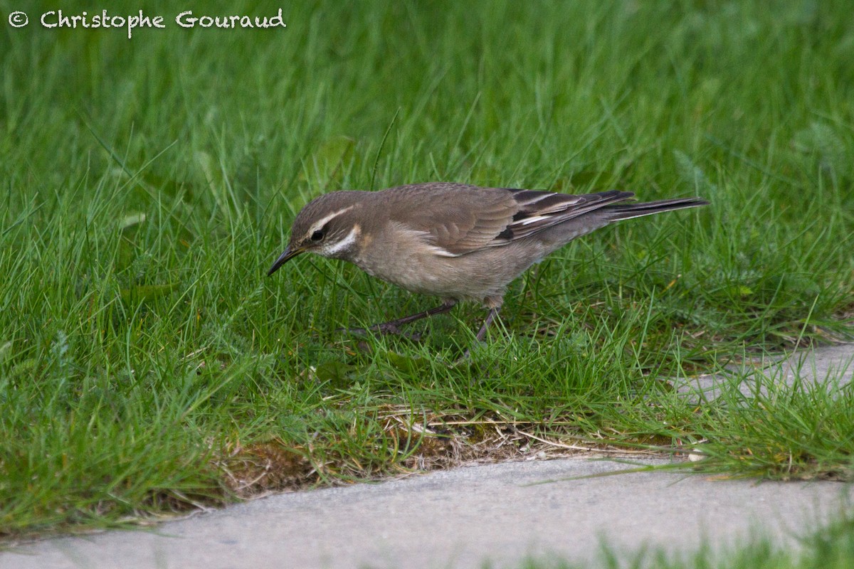 Buff-winged Cinclodes - ML122820571