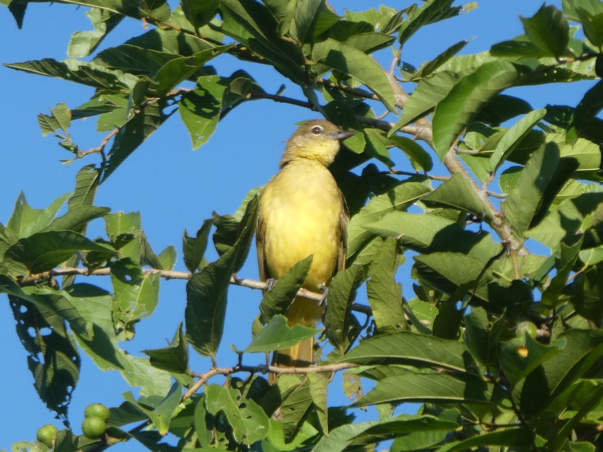 Yellow-bellied Greenbul - ML122820761