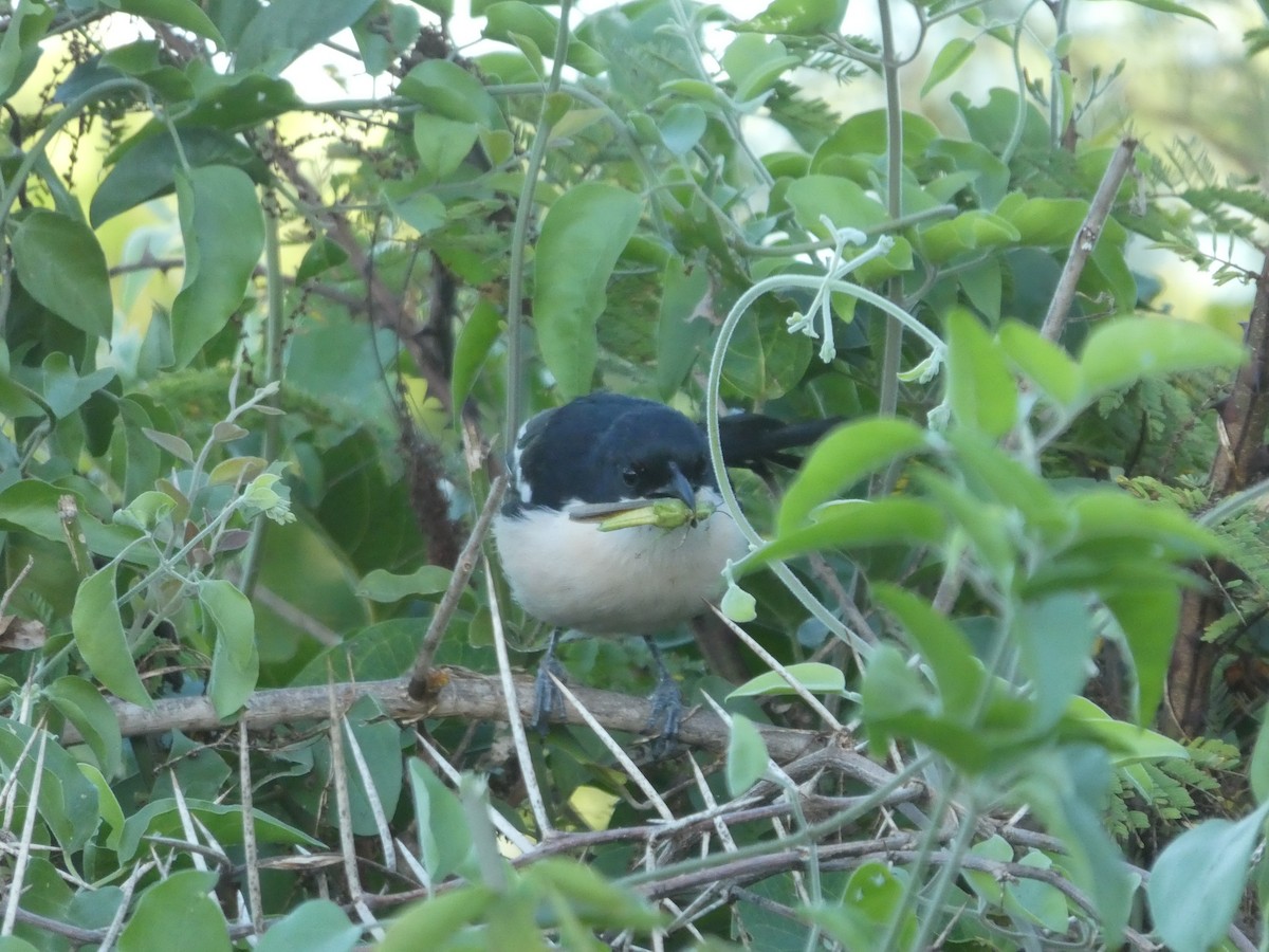 Tropical Boubou - ML122821011