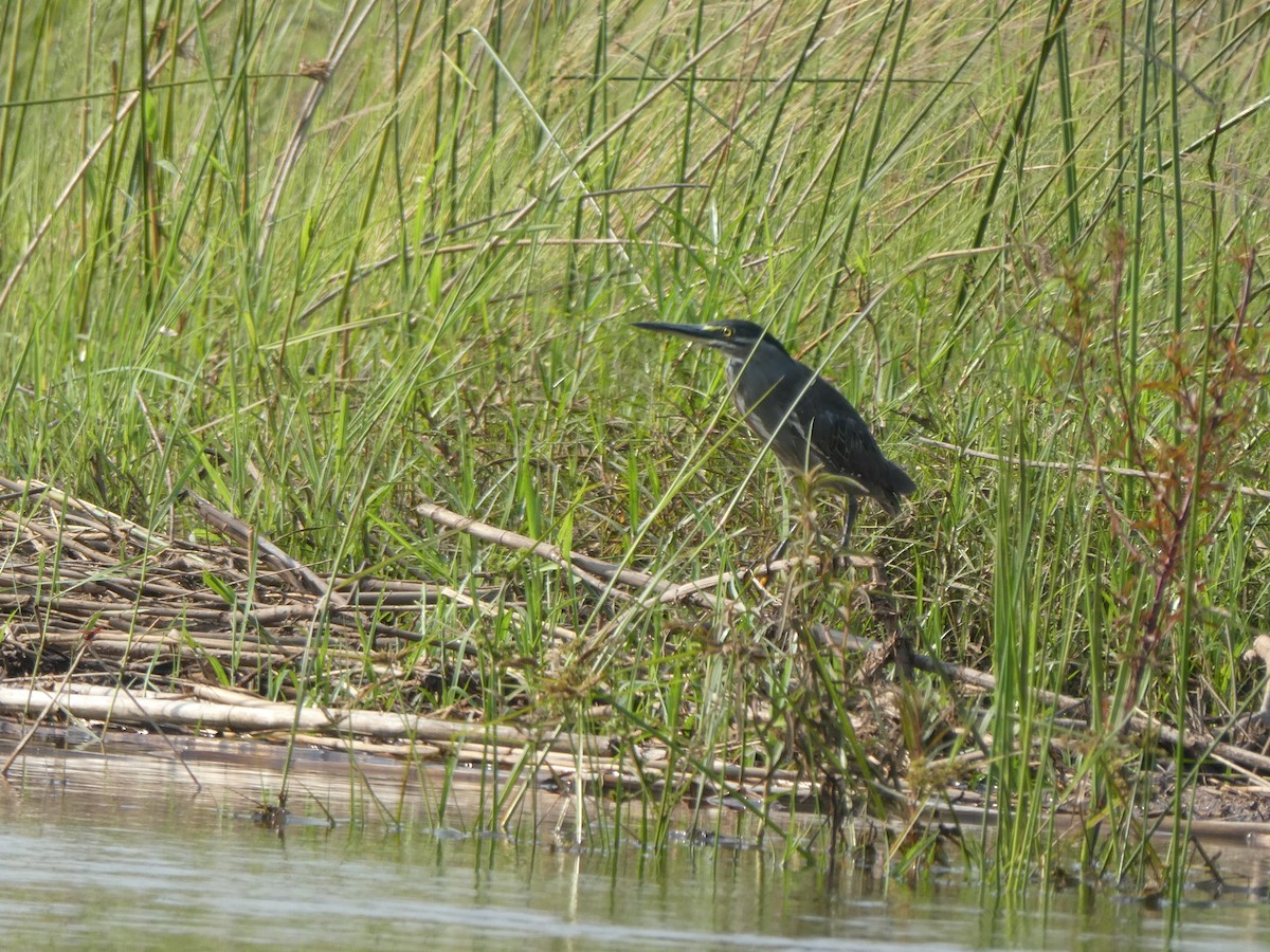 Striated Heron (Old World) - ML122821131