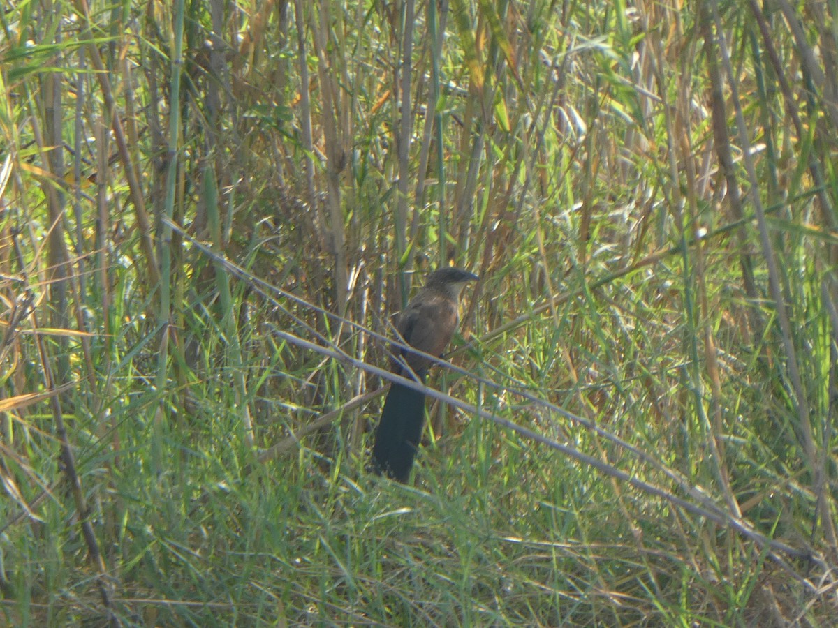 White-browed/Burchell's Coucal - ML122821251