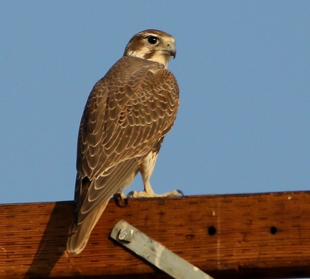 Prairie Falcon - Breck Breckenridge