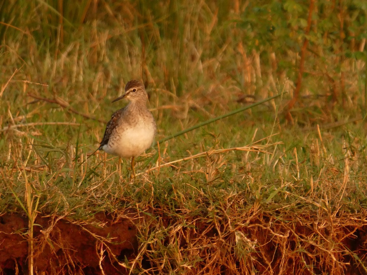 Wood Sandpiper - Matthias Bachmann