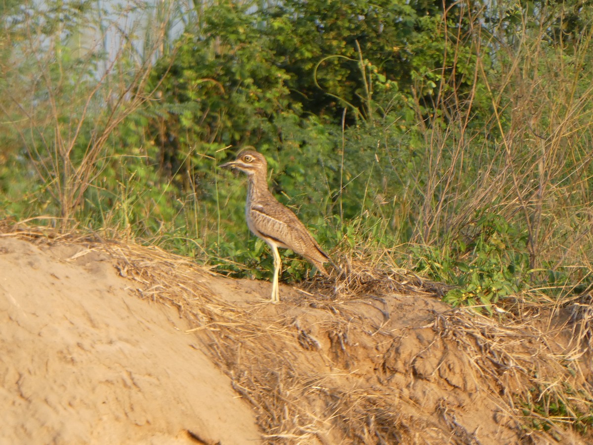 Water Thick-knee - ML122821421