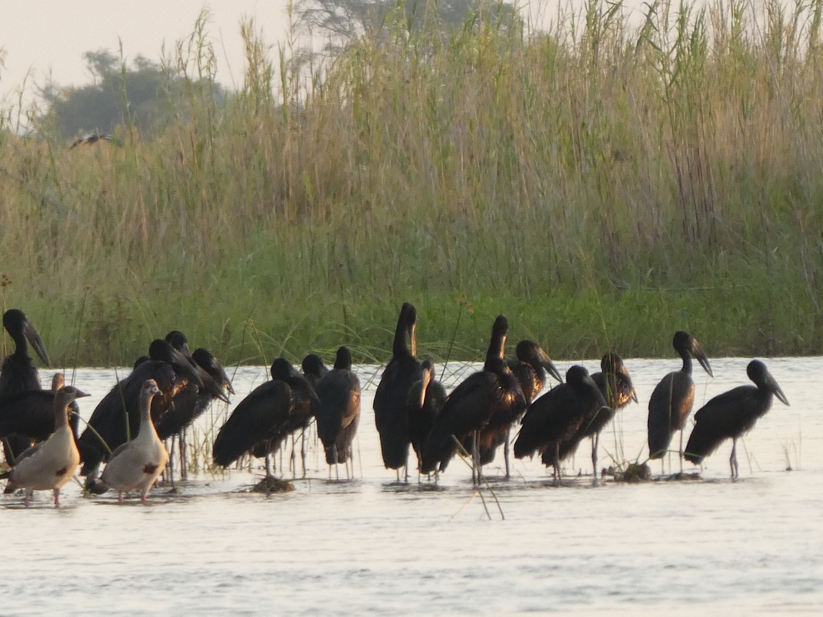 African Openbill - ML122821751