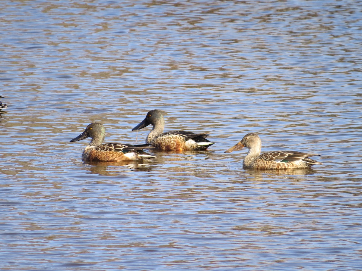 Northern Shoveler - ML122821931