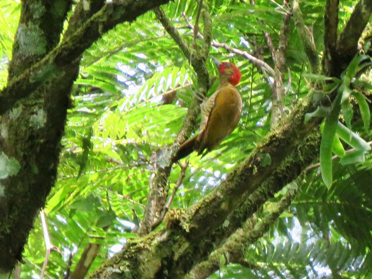 Rufous-winged Woodpecker - ML122822101