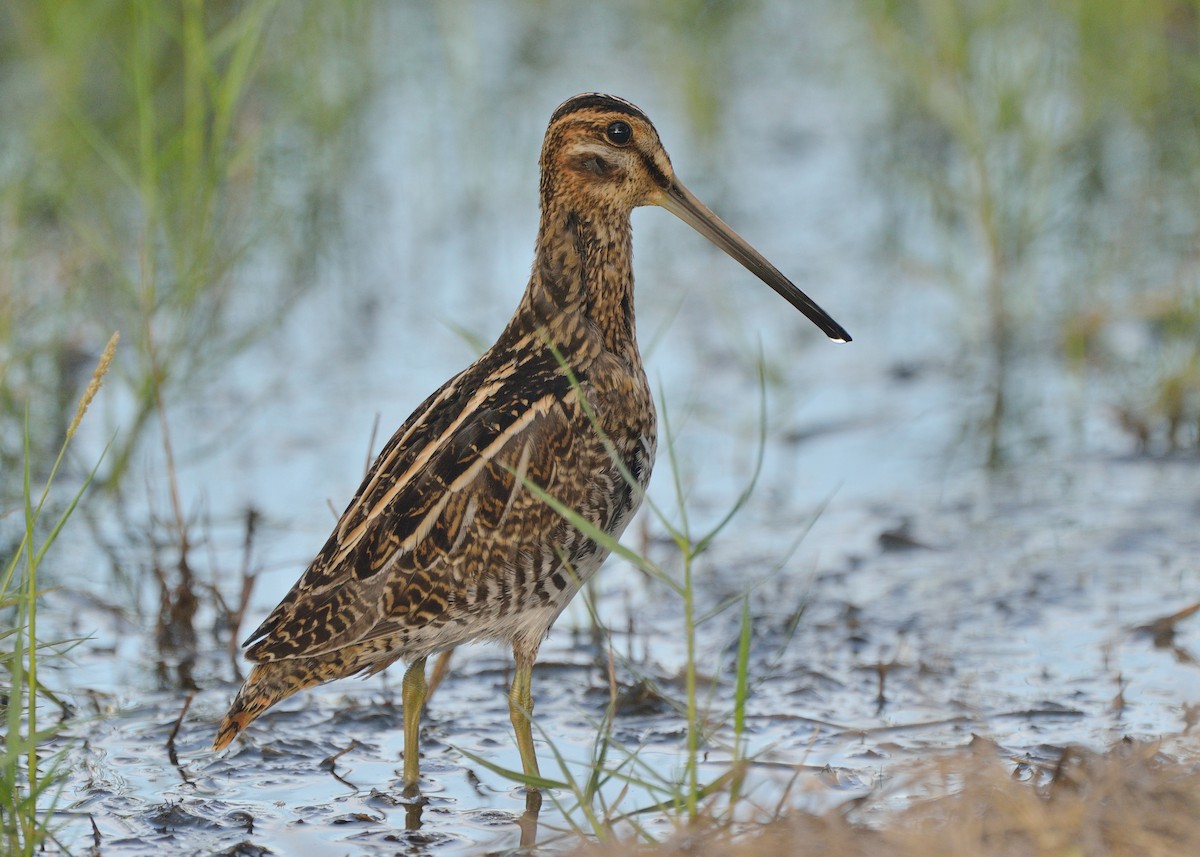 Wilson's Snipe - Michiel Oversteegen