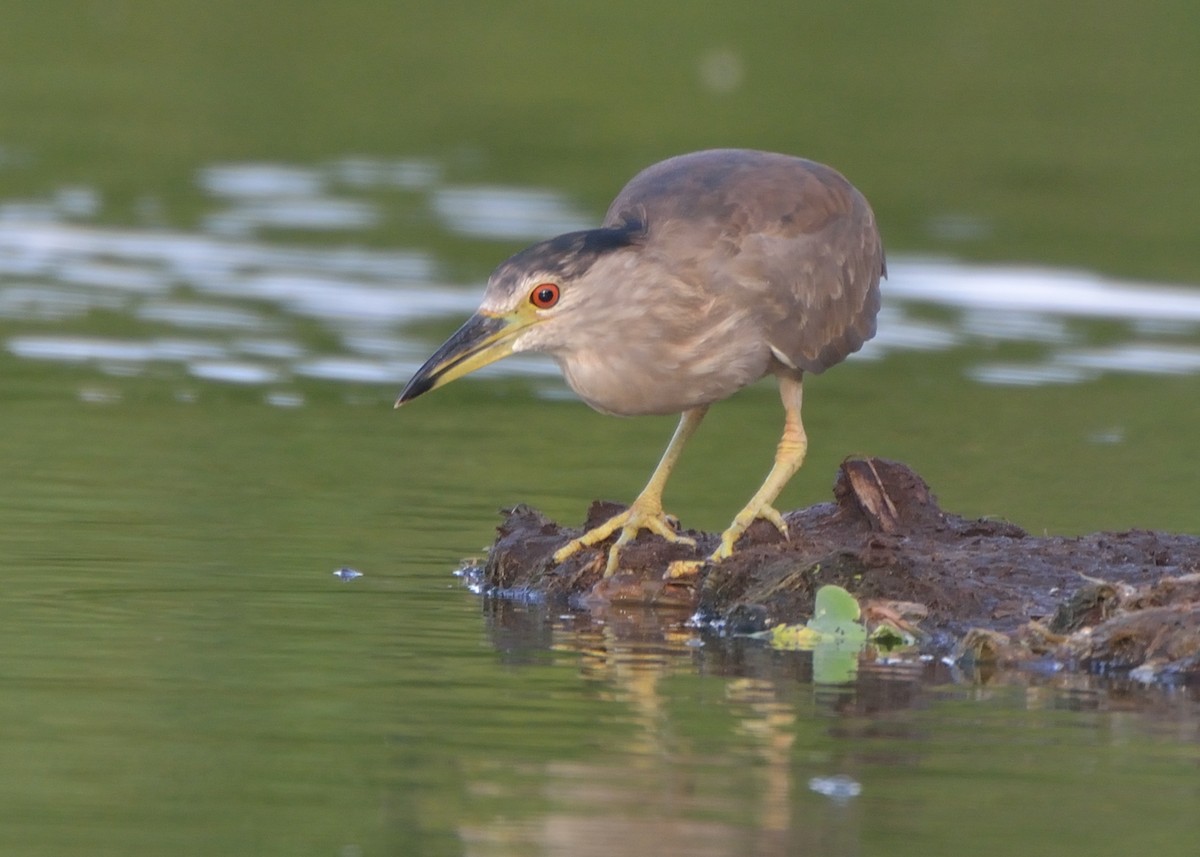 Black-crowned Night Heron - ML122823791