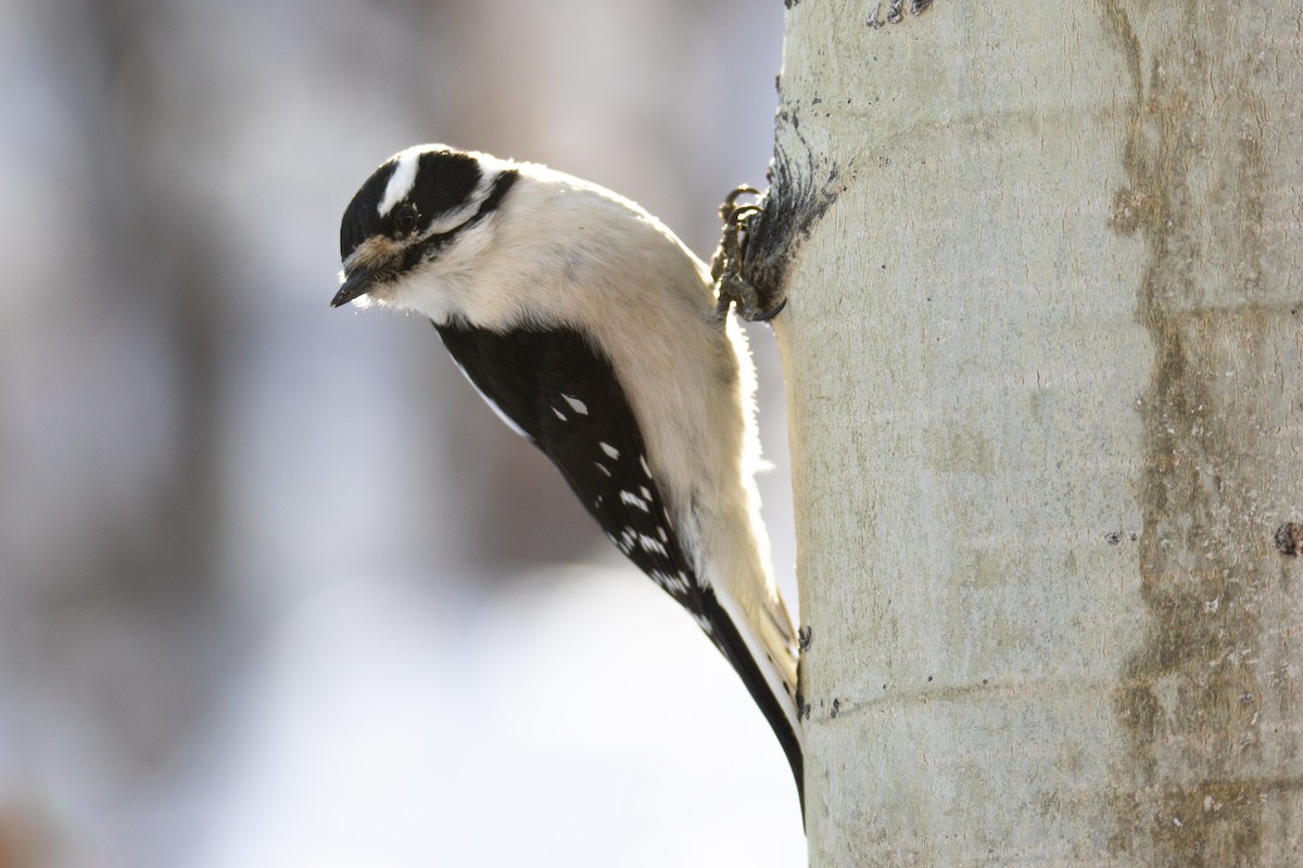 Downy Woodpecker - ML122826731