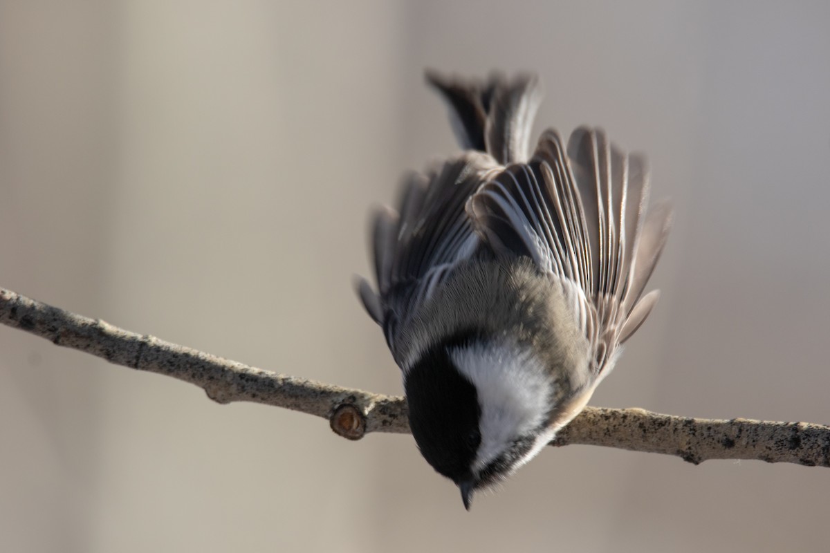 Black-capped Chickadee - ML122826801
