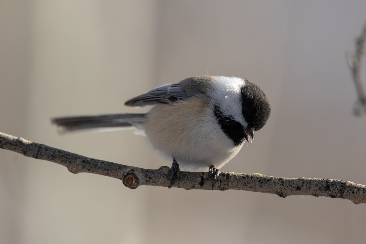 Black-capped Chickadee - ML122826851