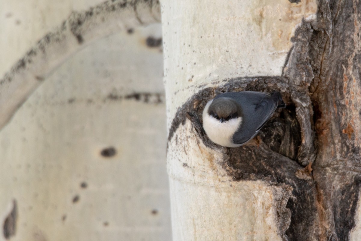 Pygmy Nuthatch - ML122826931