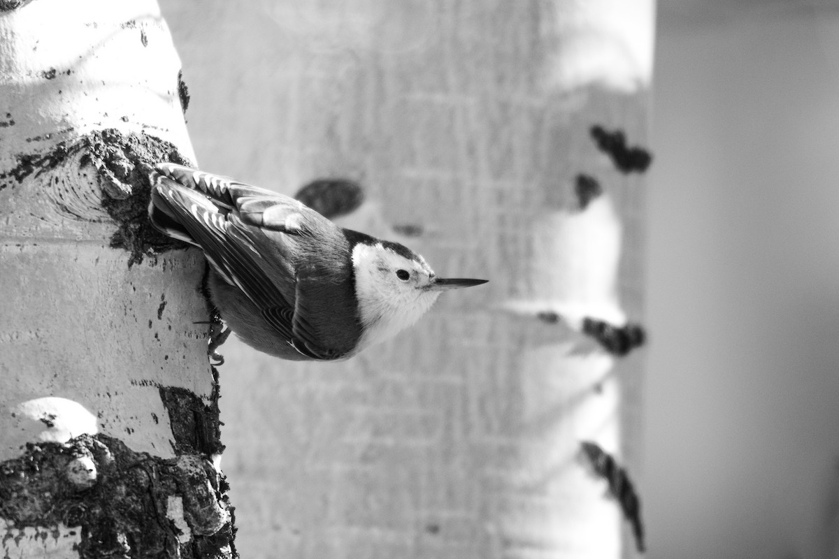 White-breasted Nuthatch - ML122826961