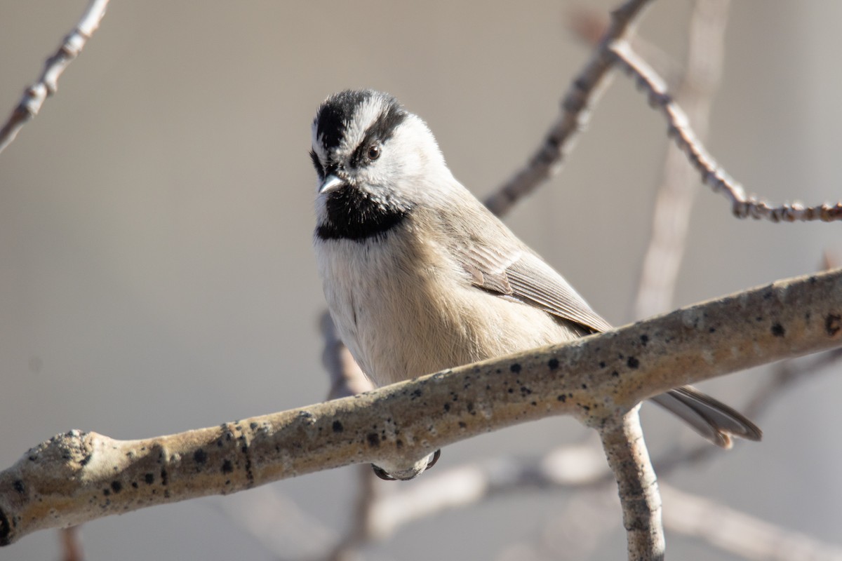 Mountain Chickadee - ML122826991