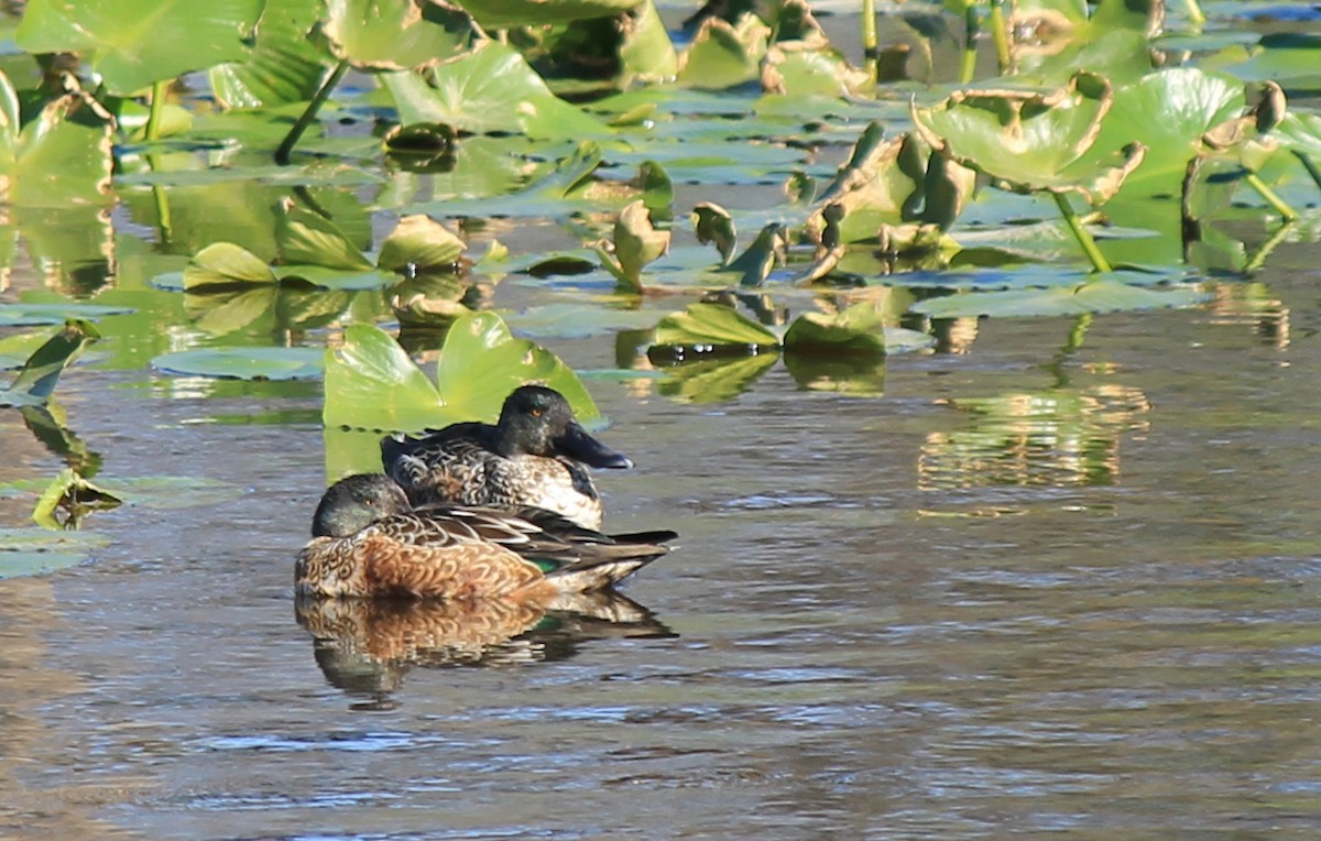 Northern Shoveler - ML122828061