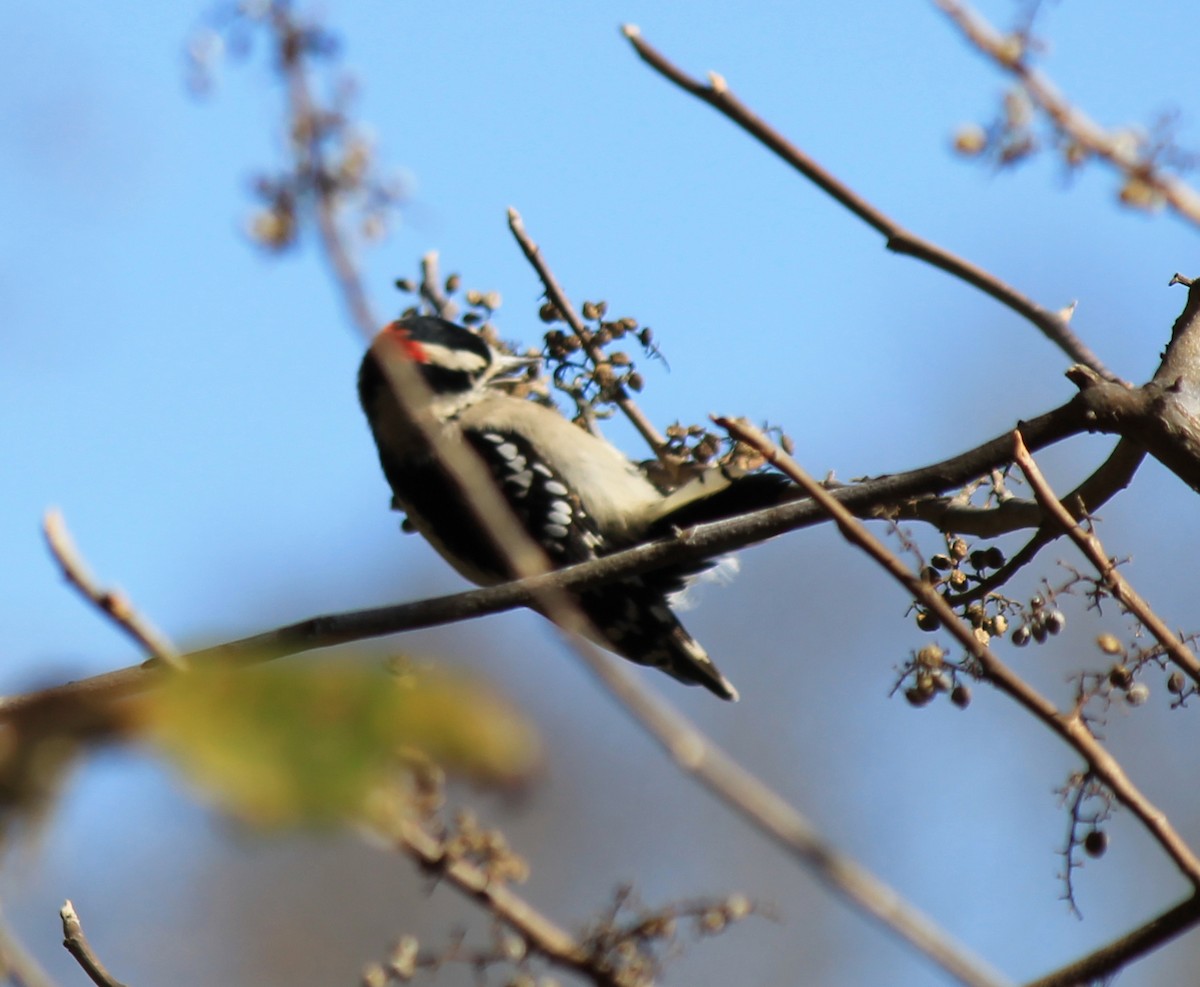 Downy Woodpecker - ML122828191