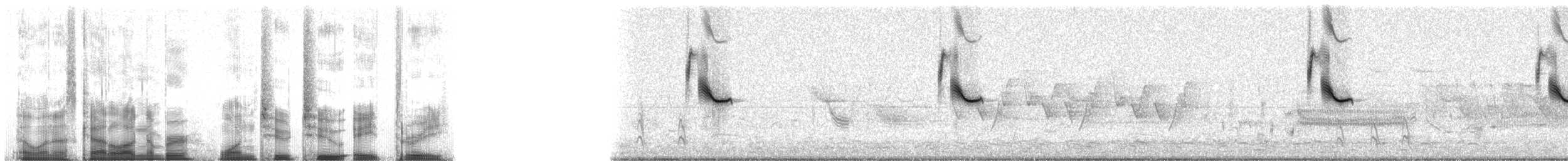 rødvingetrupial (phoeniceus gr.) - ML12283