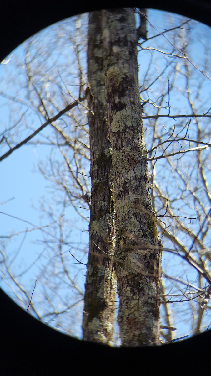 Brown Creeper - ML122830381