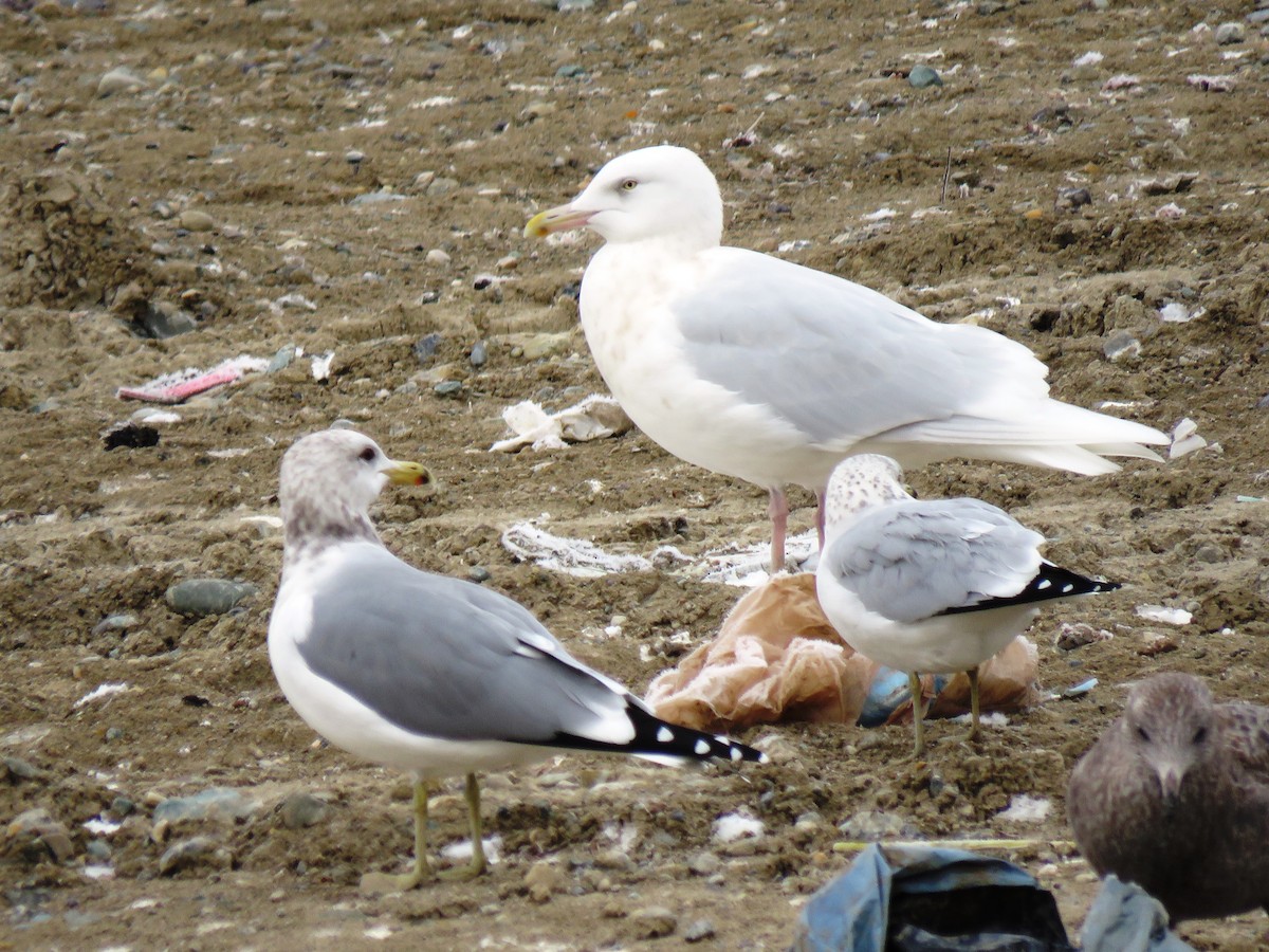 Glaucous Gull - ML122830731