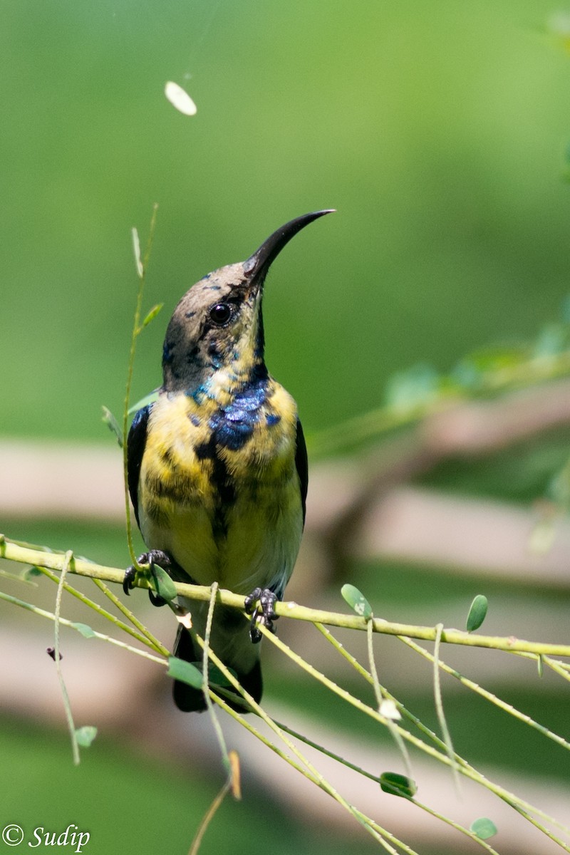 Purple Sunbird - ML122832141