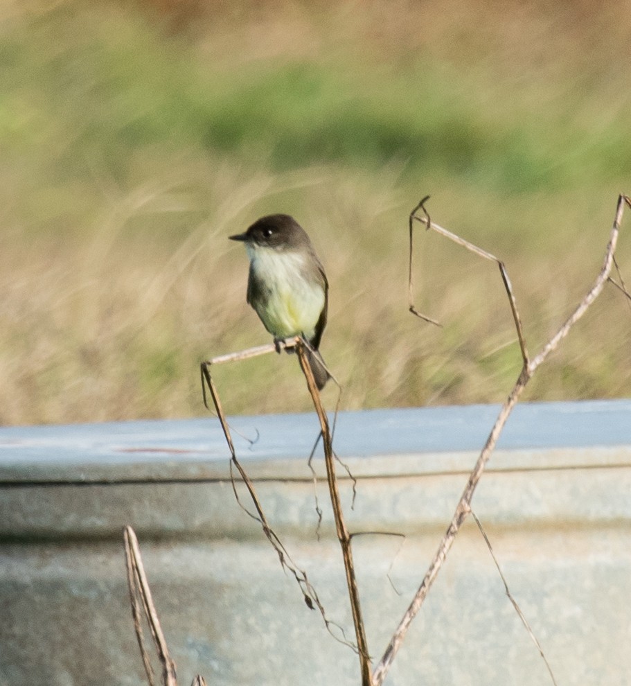 Eastern Phoebe - Aaron Freeman