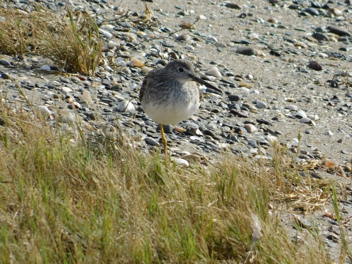 Greater Yellowlegs - Luis Mendes