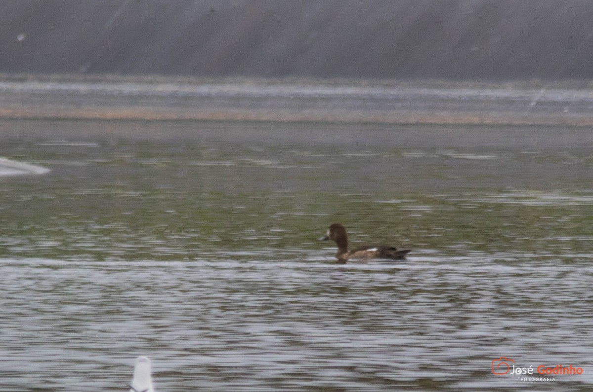 Greater Scaup - José Godinho