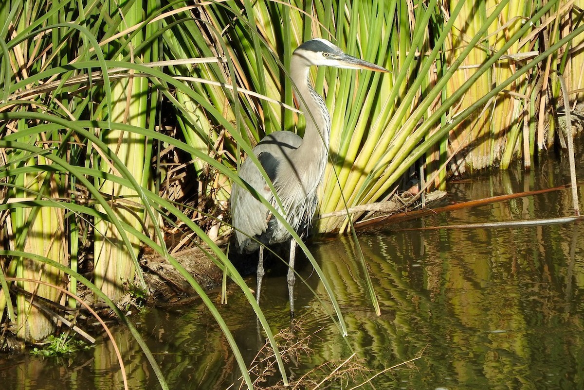 Great Blue Heron - ML122839491