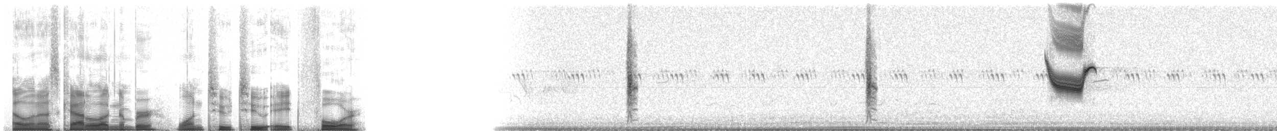 Rotflügelstärling [phoeniceus-Gruppe] - ML12284