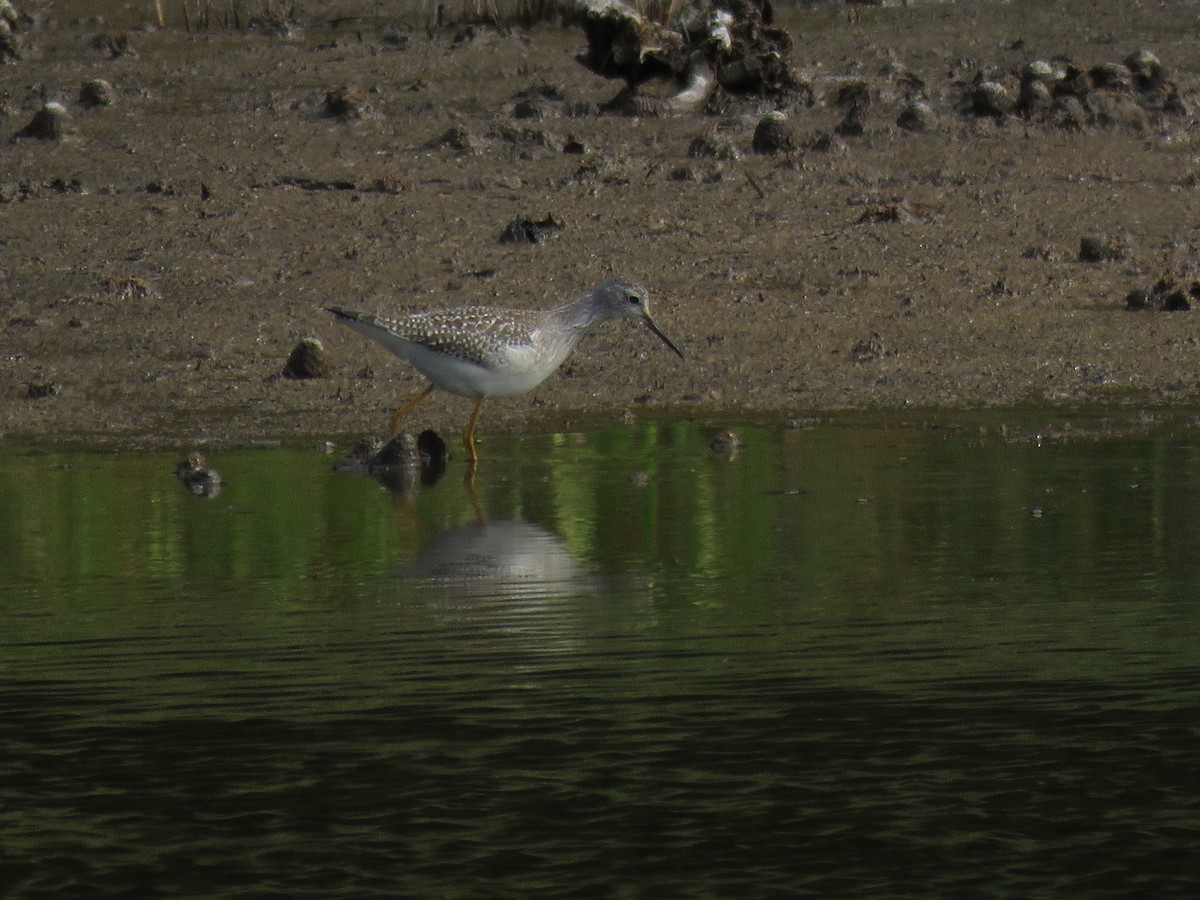 Lesser Yellowlegs - ML122840841