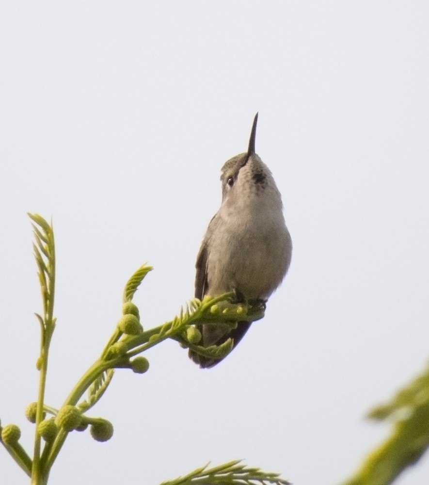 Costa's Hummingbird - ML122841861