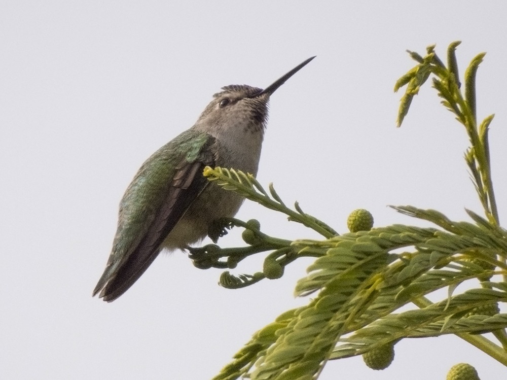 Costa's Hummingbird - ML122841871