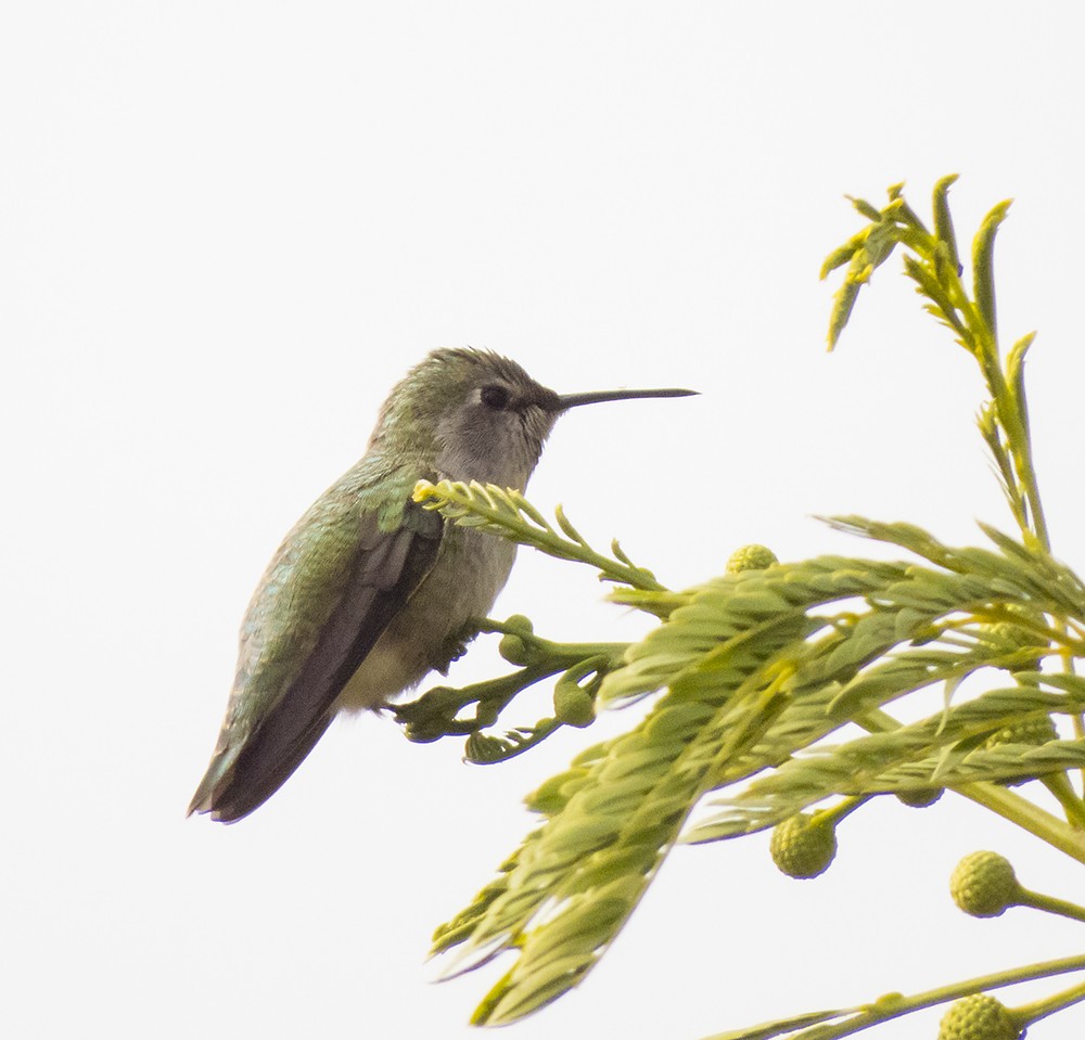 Costa's Hummingbird - ML122841881