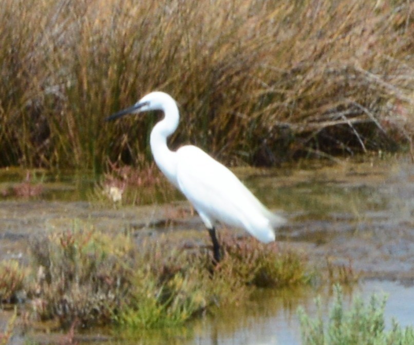 Little Egret - ML122842201