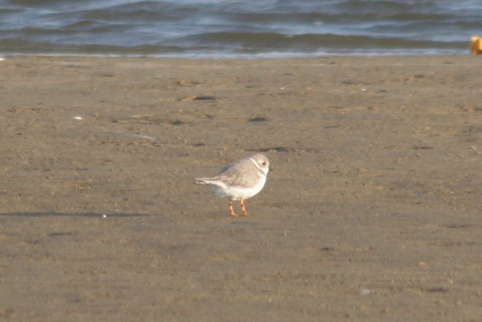 Piping Plover - ML122843041