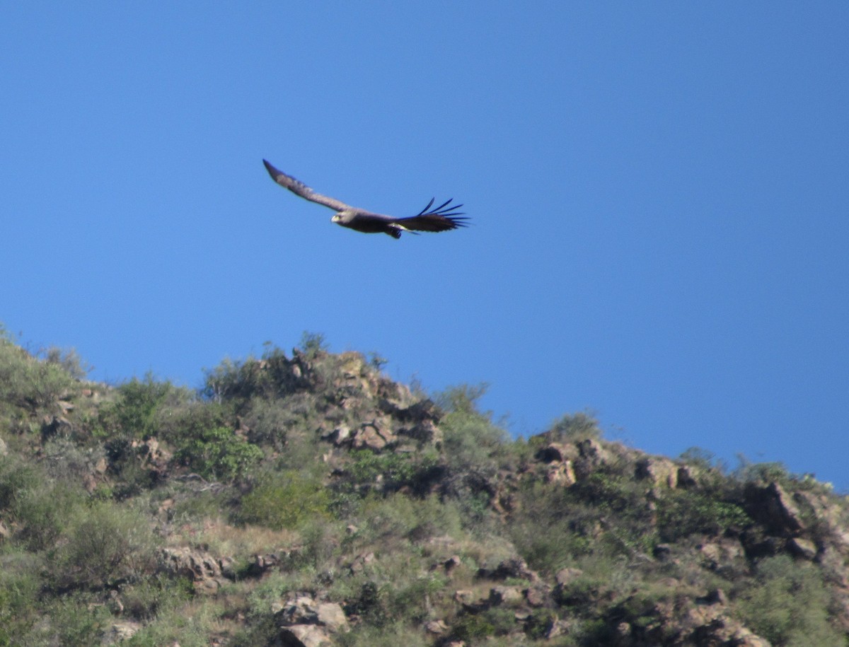 Águila de Azara - ML122843051