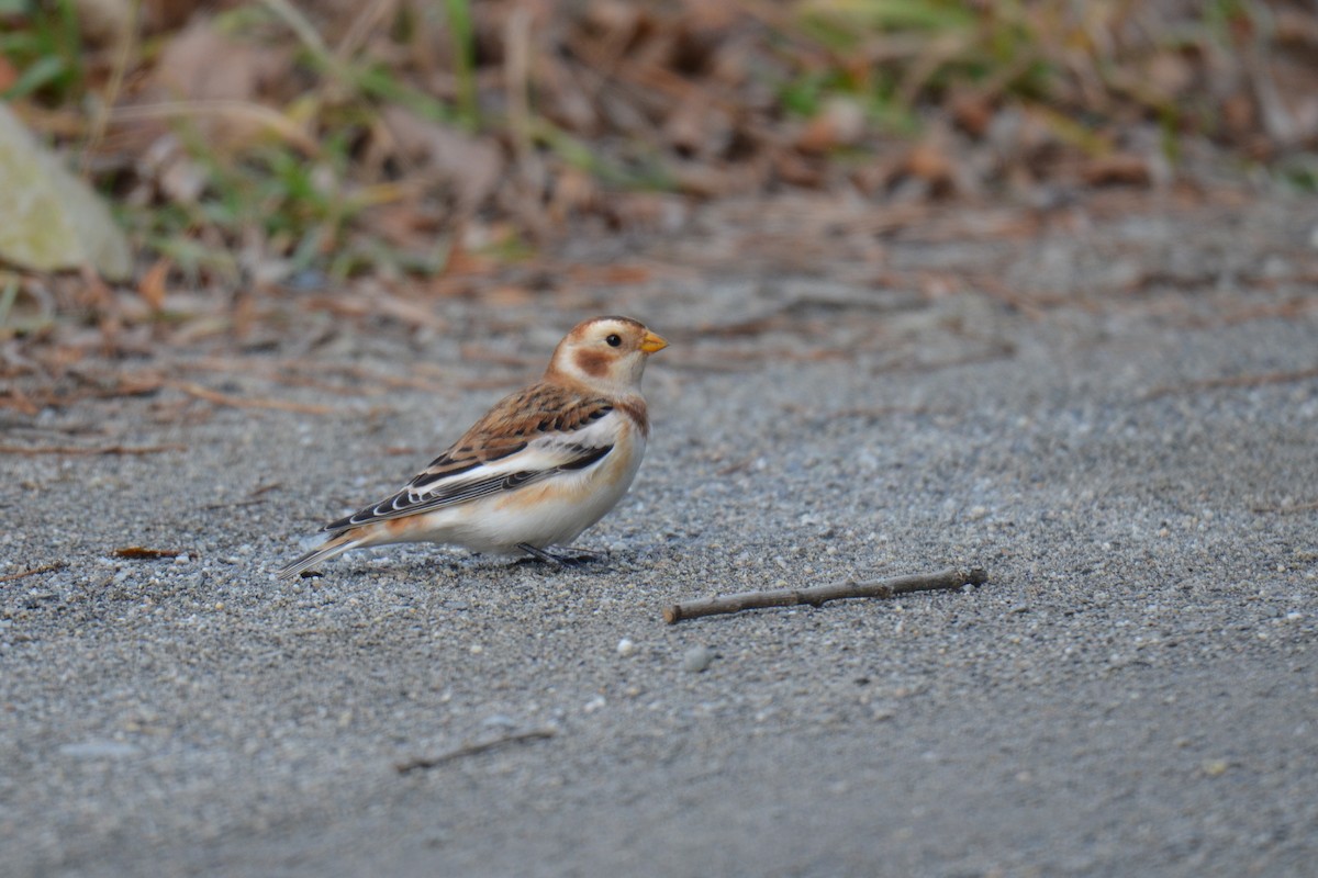 Snow Bunting - ML122844891