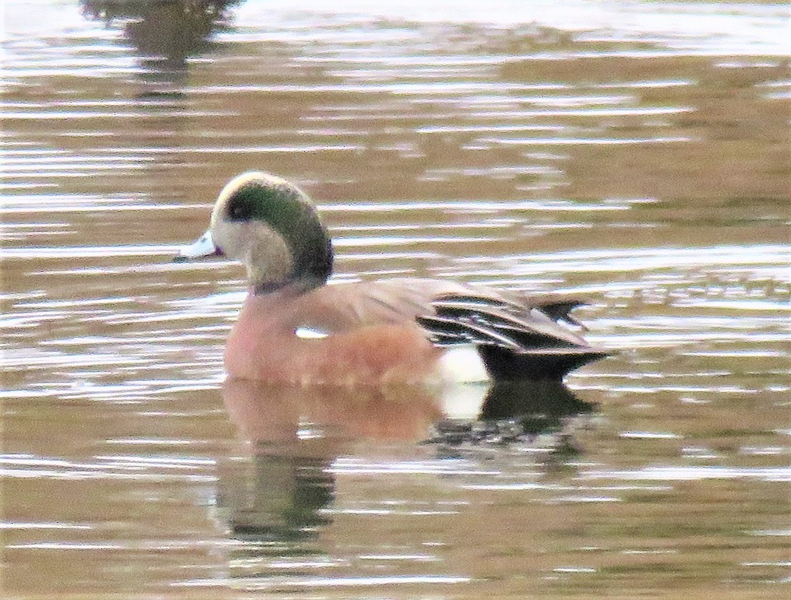 American Wigeon - ML122846011