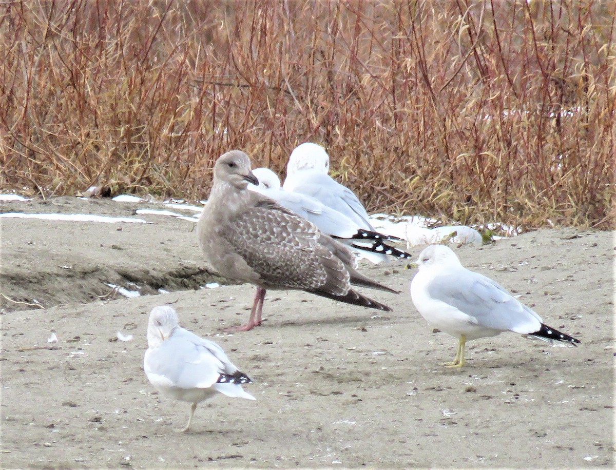 Gaviota Groenlandesa (thayeri) - ML122846081