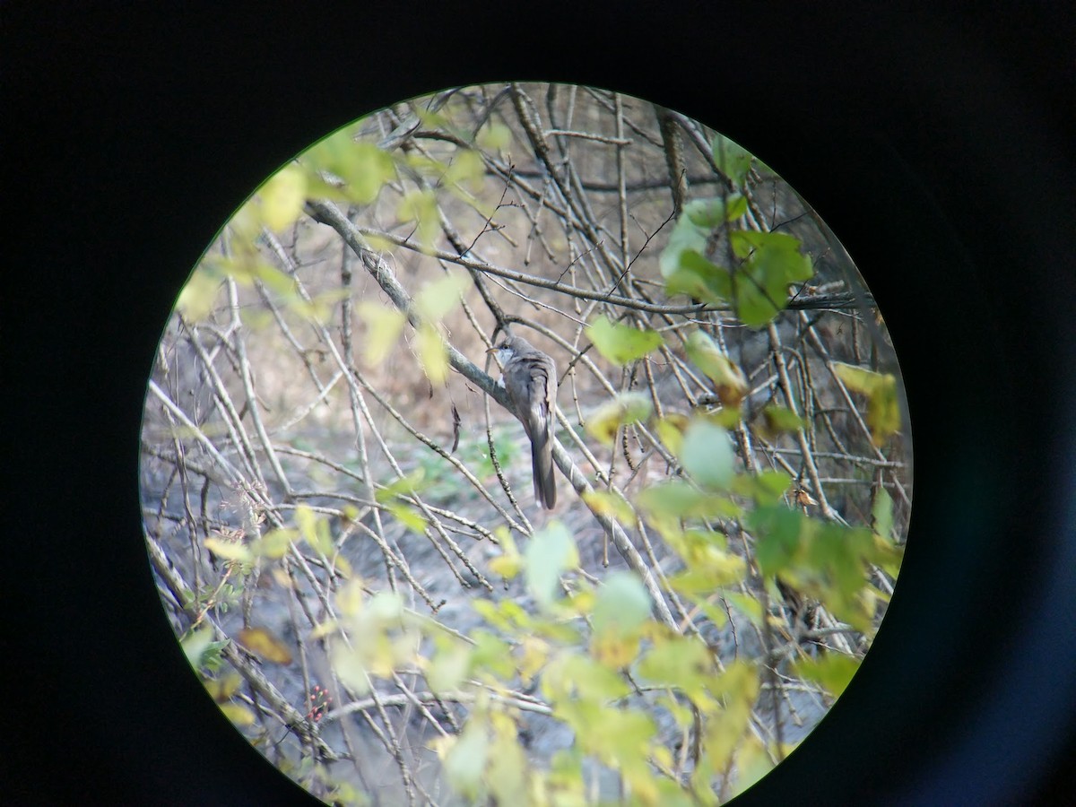 Yellow-billed Cuckoo - ML122848321