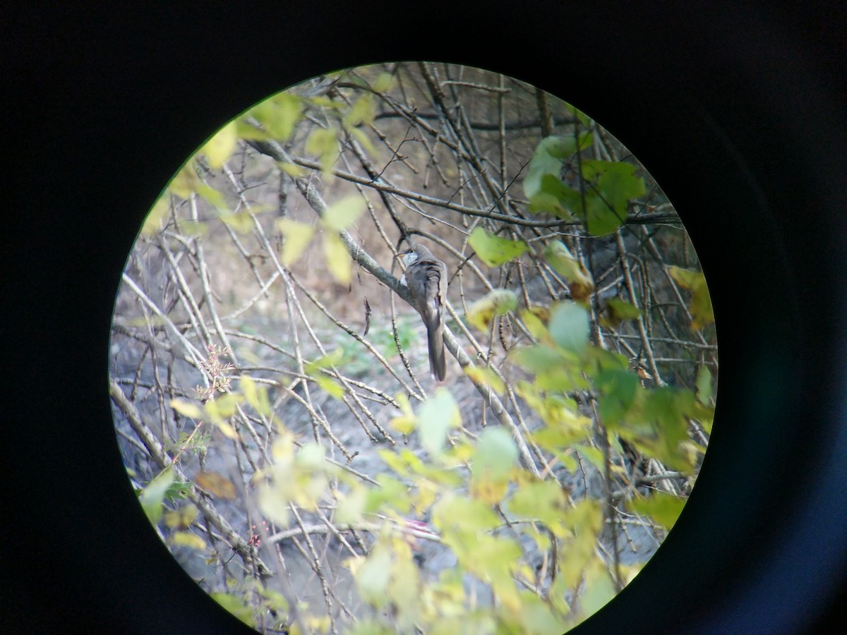 Yellow-billed Cuckoo - ML122848341