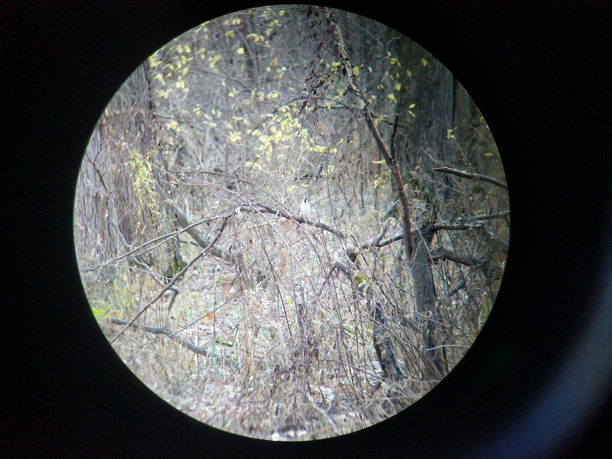 Yellow-billed Cuckoo - ML122848371