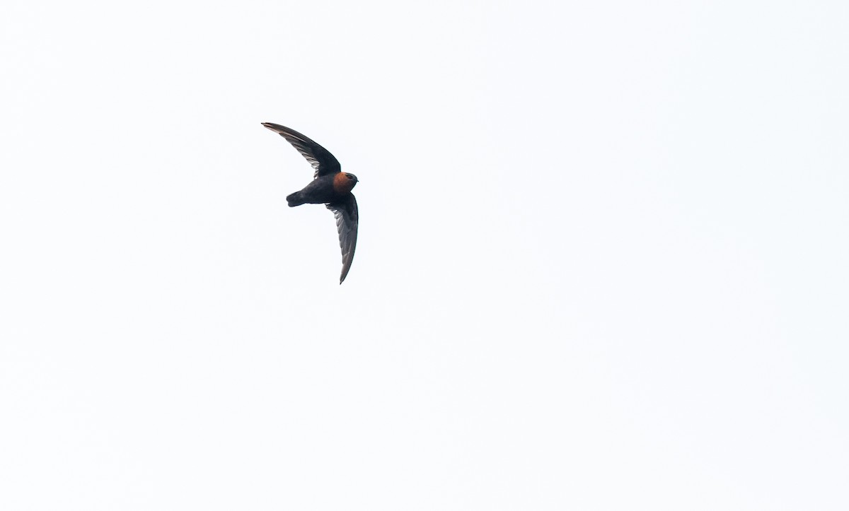 Chestnut-collared Swift - David Monroy Rengifo