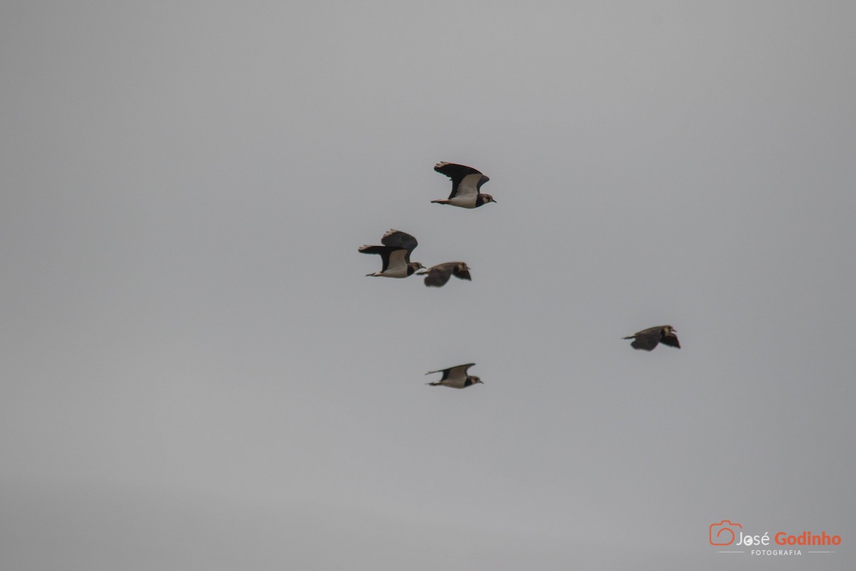 Northern Lapwing - ML122851081