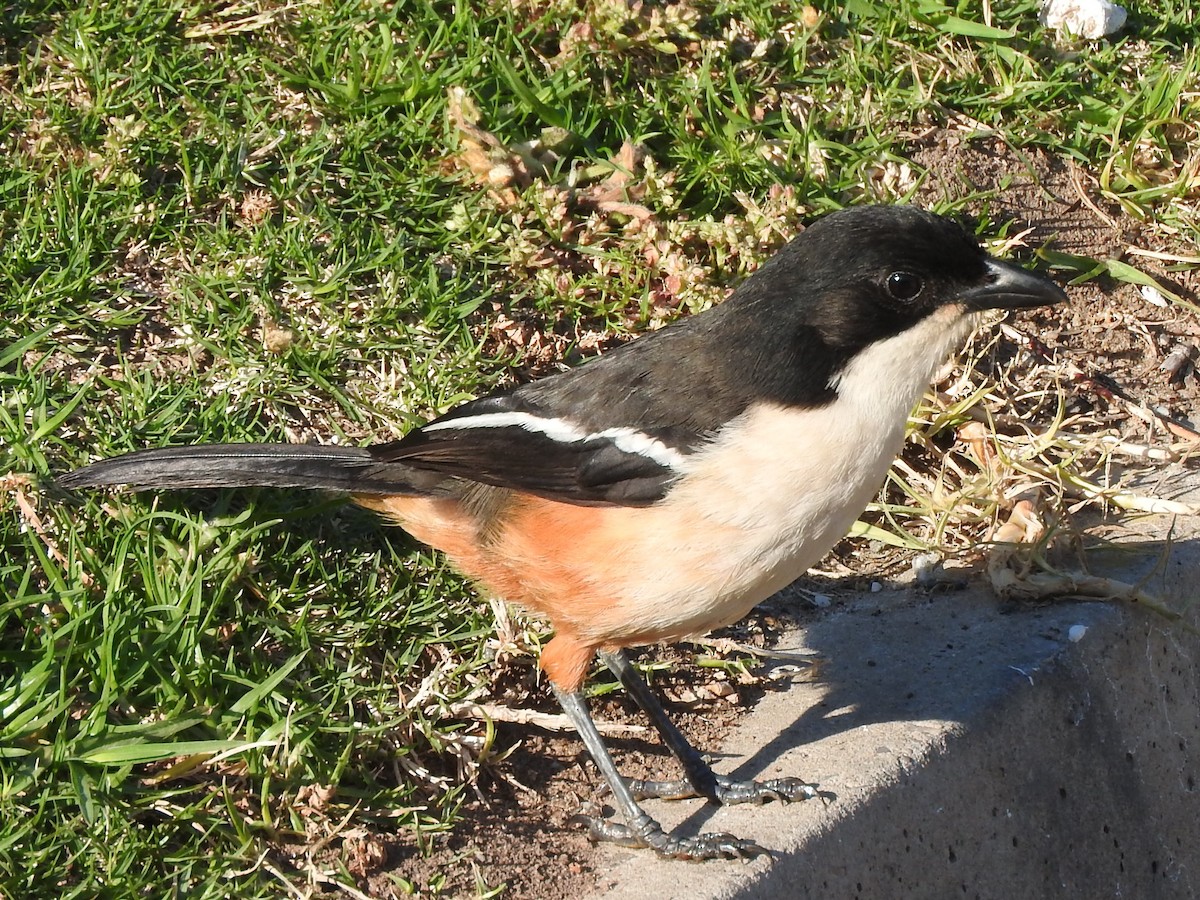 Southern Boubou - Jeff Aufmann