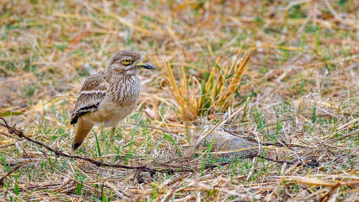 Indian Thick-knee - ML122852431
