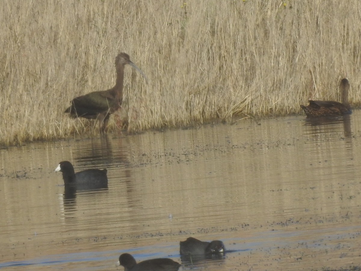 White-faced Ibis - ML122852571