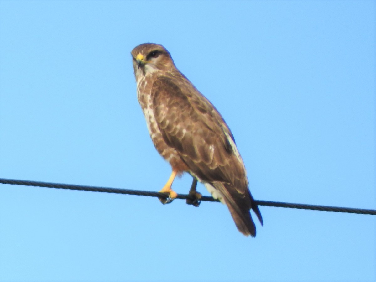 Common Buzzard (Steppe) - ML122852651